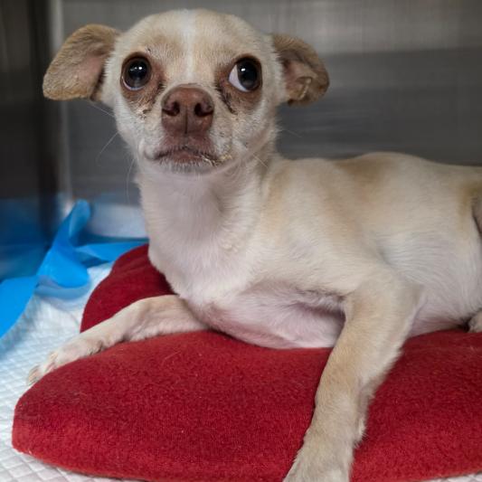 Enlarge Ragnak, a Adoptable mixed breed in Fort Collins, CO image 5/6