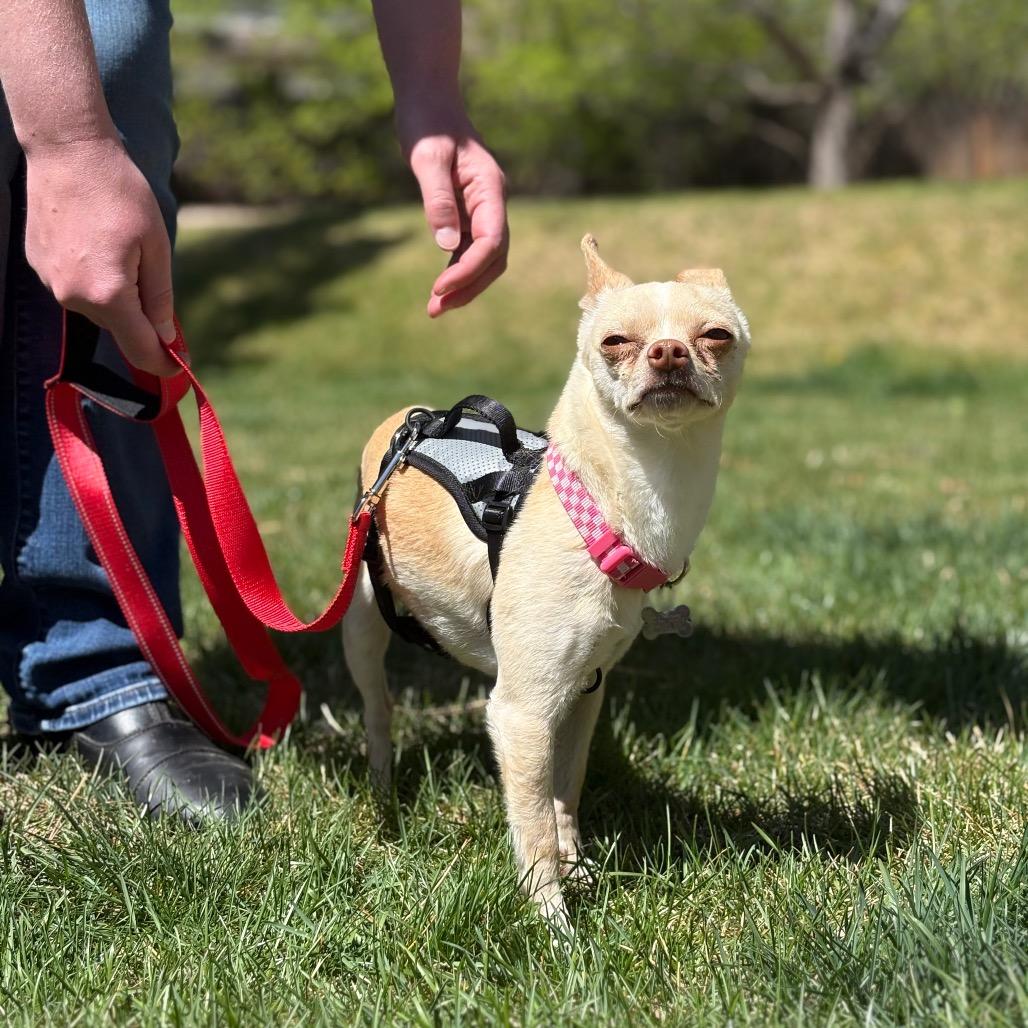 Enlarge Ragnak, a Adoptable mixed breed in Fort Collins, CO image 6/6