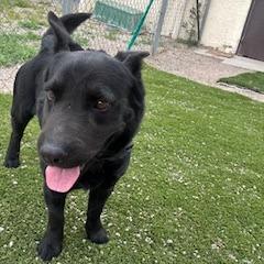 Littleman, Adoptable, Adult Male Cattle Dog & Dachshund.
