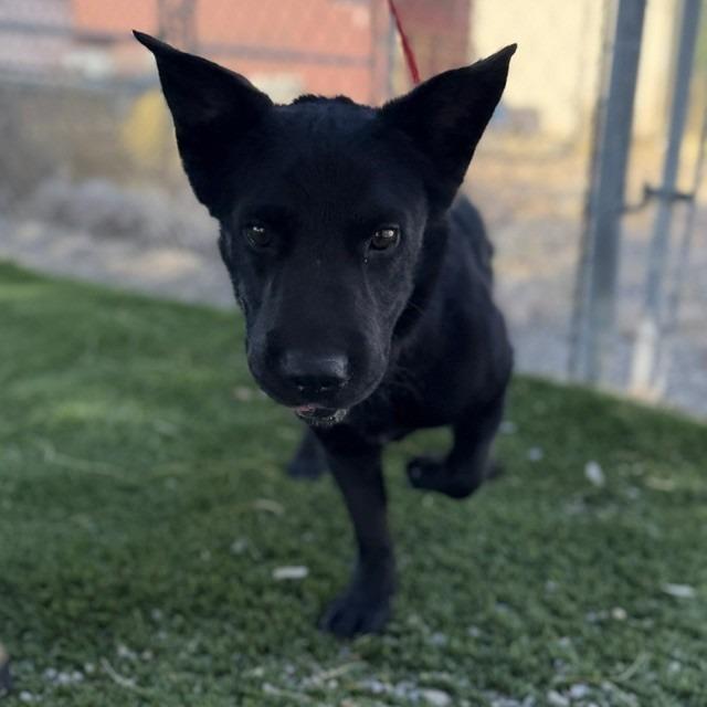 Enlarge Littleman, a Adoptable mixed breed in Bullhead City, AZ image 2/2