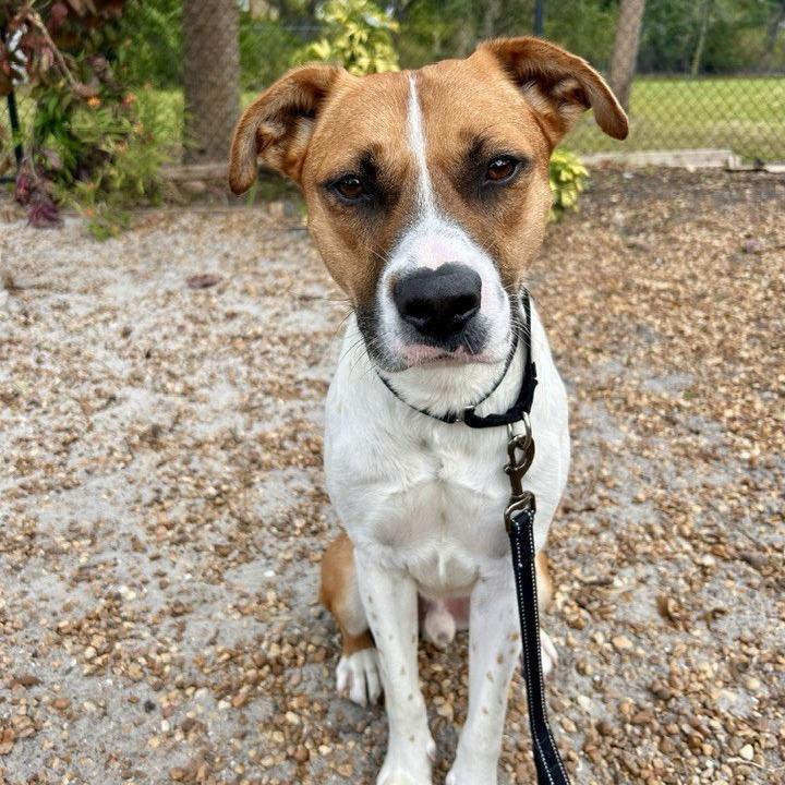 Nigel, Adoptable, Adult Male Mixed Breed.