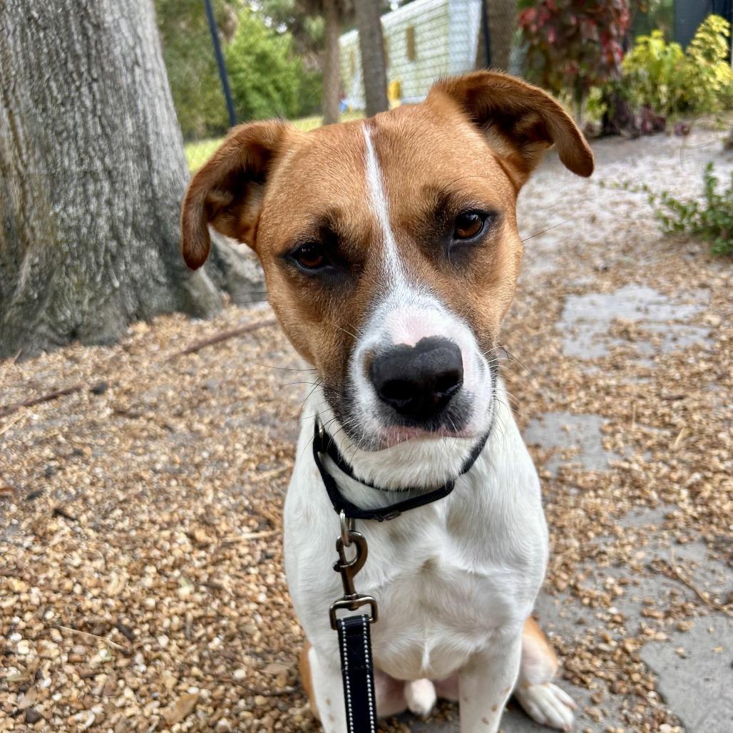 Enlarge Nigel, a Adoptable Mixed Breed in Sarasota, FL image 2/6