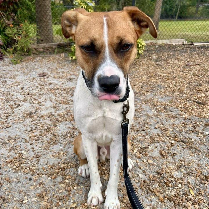 Enlarge Nigel, a Adoptable Mixed Breed in Sarasota, FL image 3/6