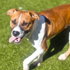 Enlarge Nigel, a Adoptable Mixed Breed in Sarasota, FL image 4/6