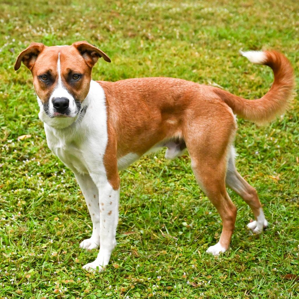 Enlarge Nigel, a Adoptable Mixed Breed in Sarasota, FL image 5/6