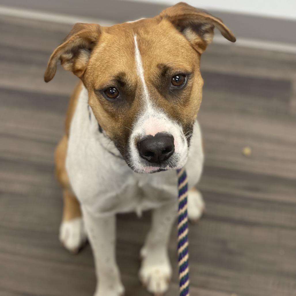 Enlarge Nigel, a Adoptable Mixed Breed in Sarasota, FL image 6/6