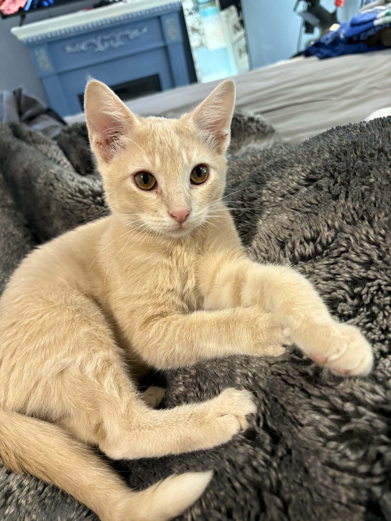 Jack, ADOPTABLE, Kitten Male Domestic Short Hair.