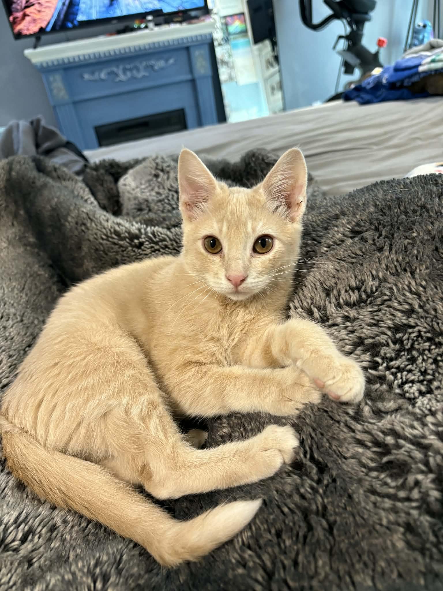 Enlarge Jack, an adopted Domestic Short Hair in Edmond, OK image 3/4