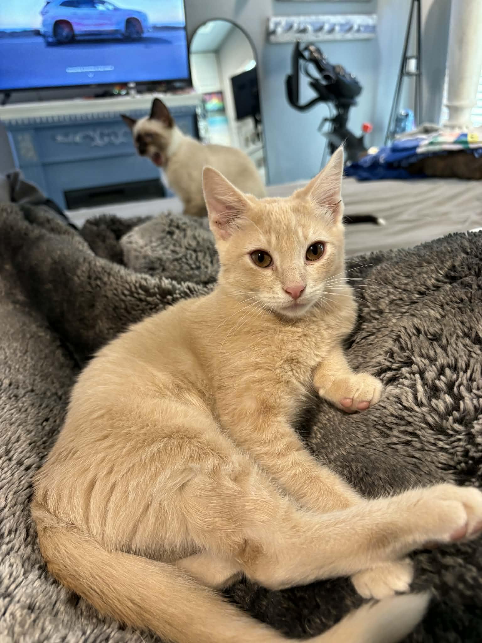 Enlarge Jack, an adopted Domestic Short Hair in Edmond, OK image 4/4