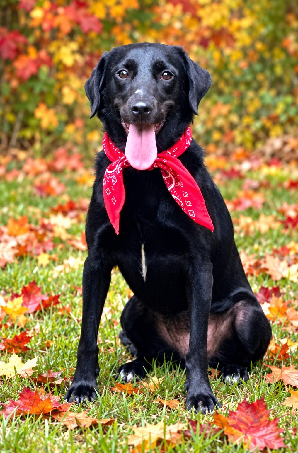 Enlarge Frannie, a Adoptable mixed breed in Willington, CT image 4/6