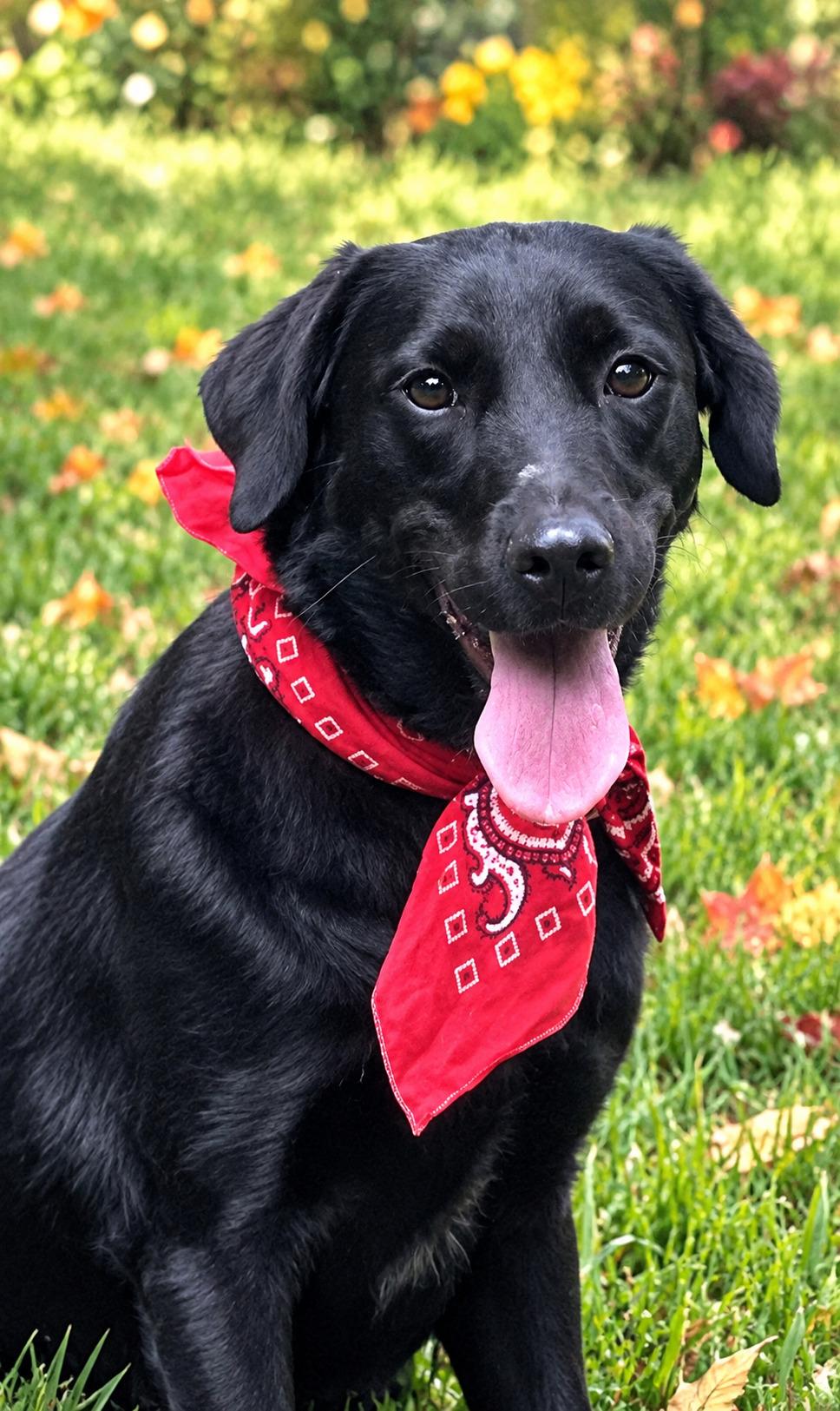 Enlarge Frannie, a Adoptable mixed breed in Willington, CT image 1/6