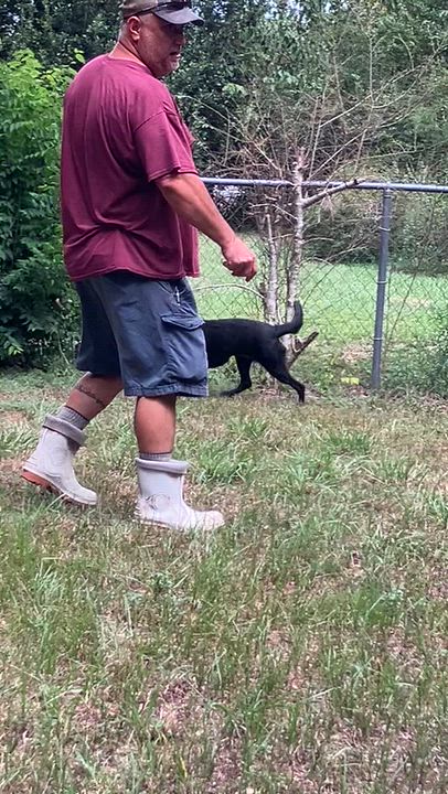 Enlarge Frannie, a Adoptable mixed breed in Willington, CT video 5/6