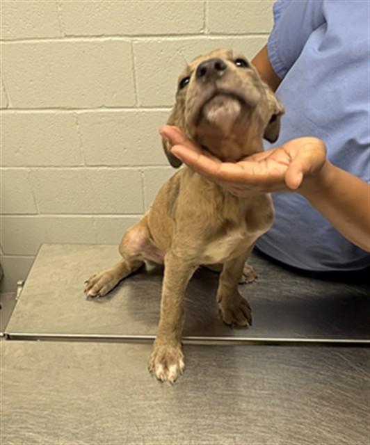 Enlarge ROYCE, a Adoptable mixed breed in Augusta, GA image 1/1