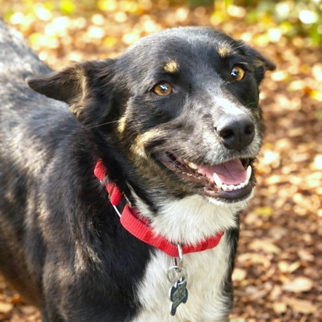 Enlarge Isadora, a Adoptable mixed breed in Boerne, TX image 2/5