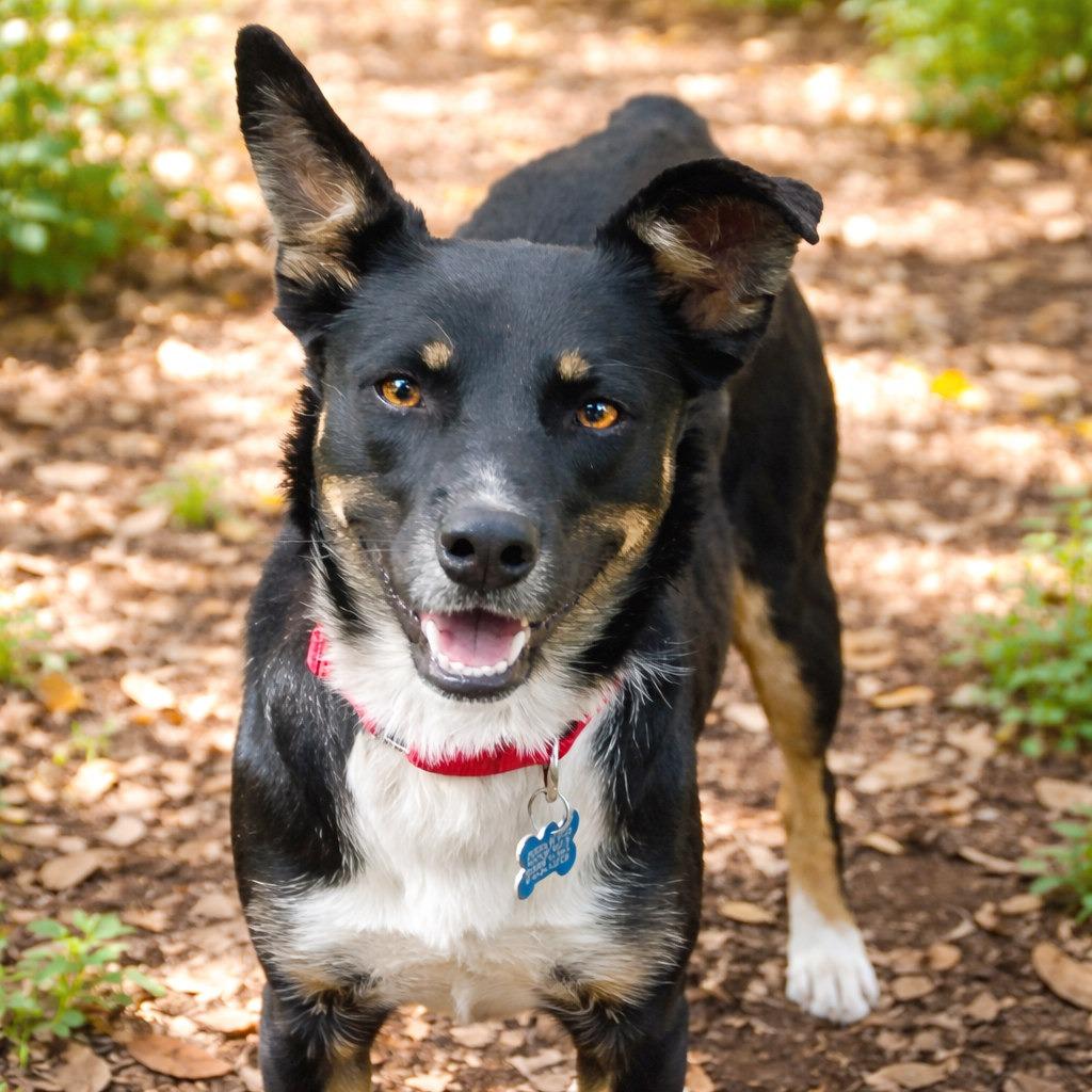 Enlarge Isadora, a Adoptable mixed breed in Boerne, TX image 3/5