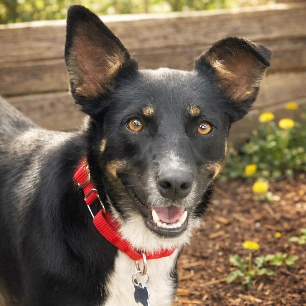 Enlarge Isadora, a Adoptable mixed breed in Boerne, TX image 4/5