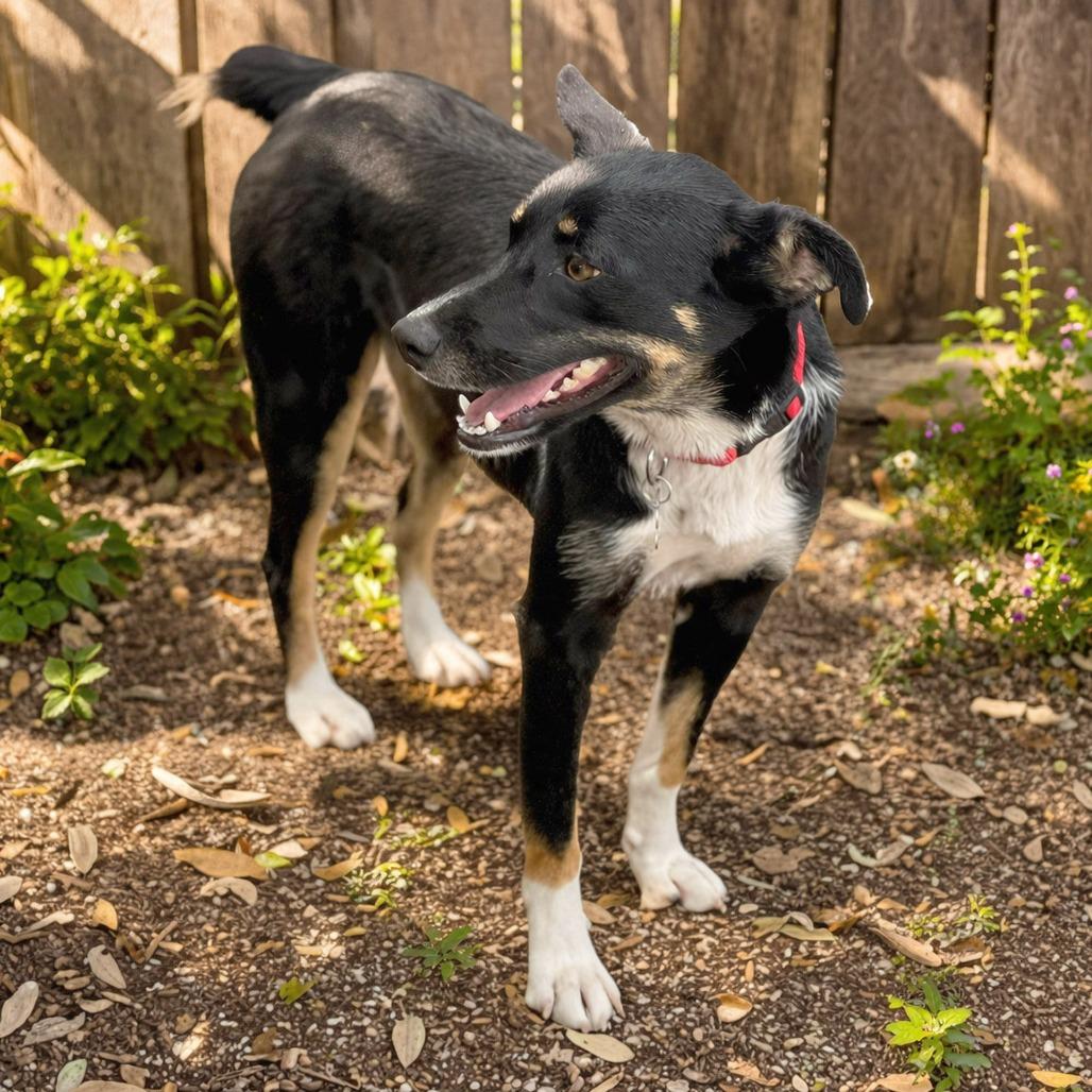 Enlarge Isadora, a Adoptable mixed breed in Boerne, TX image 5/5