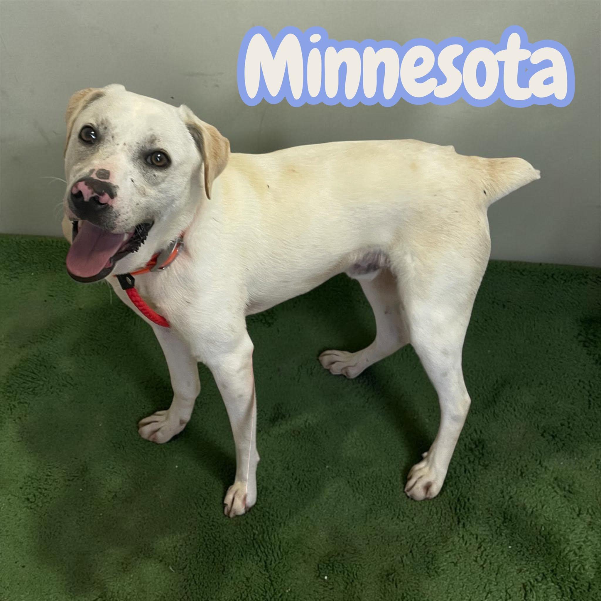 Enlarge Minnesota - "Mini-Labrador" - playful, sweet, fun, cuddly, a Adoptable mixed breed in Asheville, NC image 1/4