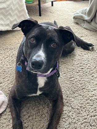 Lucinda, Adoptable, Adult Female Terrier & Retriever.