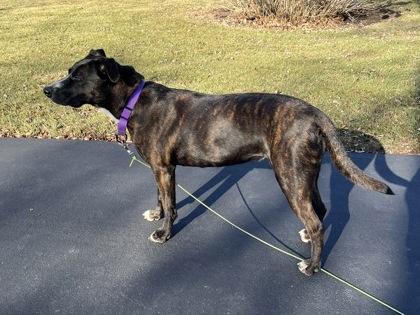 Enlarge Lucinda, a Adoptable mixed breed in Burlington, WI image 2/3