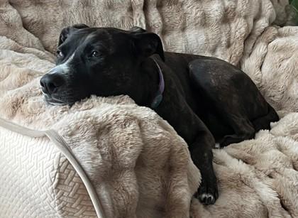 Lucinda, Adoptable, Adult Female Terrier & Retriever.