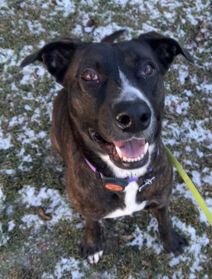 Enlarge Lucinda, a Adoptable mixed breed in Burlington, WI image 3/3