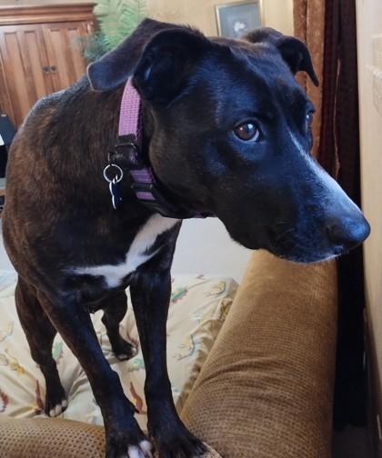 Lucinda, a Adoptable mixed breed in Burlington, WI image 3/3