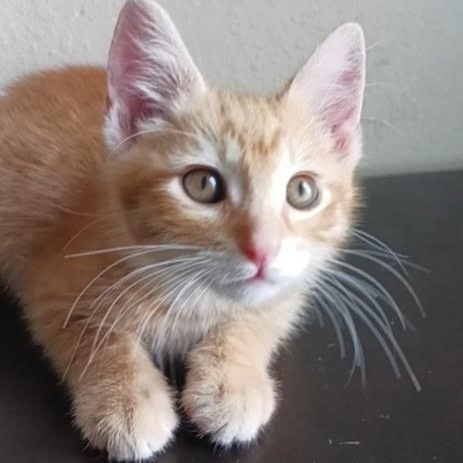 Mandarin, a ADOPTABLE Tabby in Pasco, WA image 1/2
