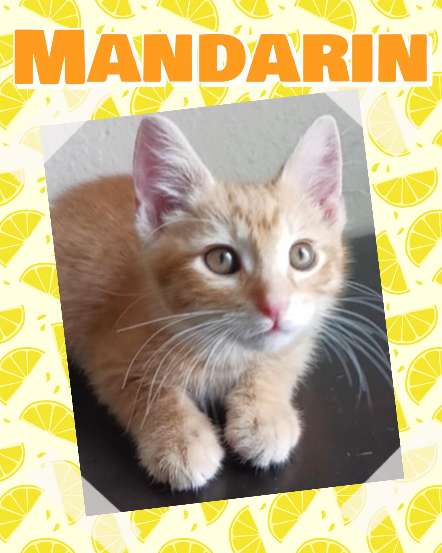 Mandarin, a ADOPTABLE Tabby in Pasco, WA image 2/2