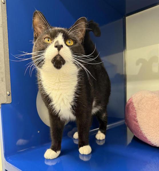 Ollie, adopted, Adult Male Domestic Short Hair.