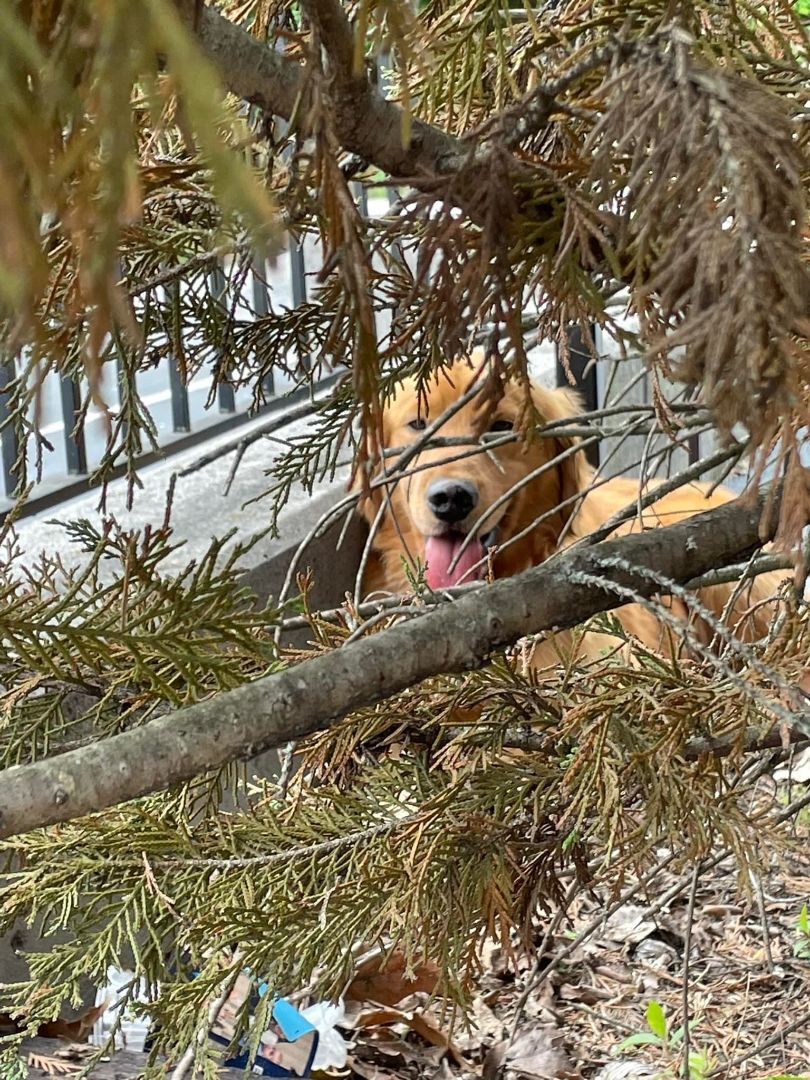 Harrison, Adopted, Young Male Golden Retriever.