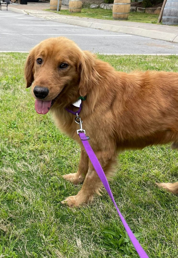Enlarge Harrison, a Adopted Golden Retriever in Knoxville, TN image 2/4
