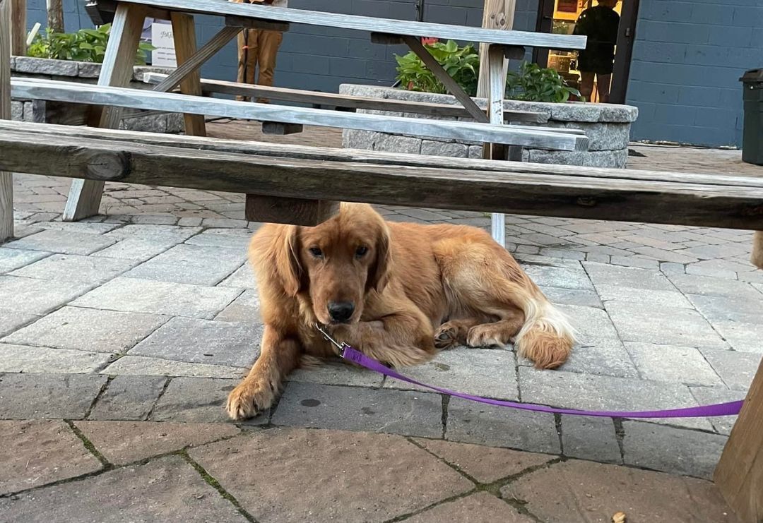 Enlarge Harrison, a Adopted Golden Retriever in Knoxville, TN image 3/4