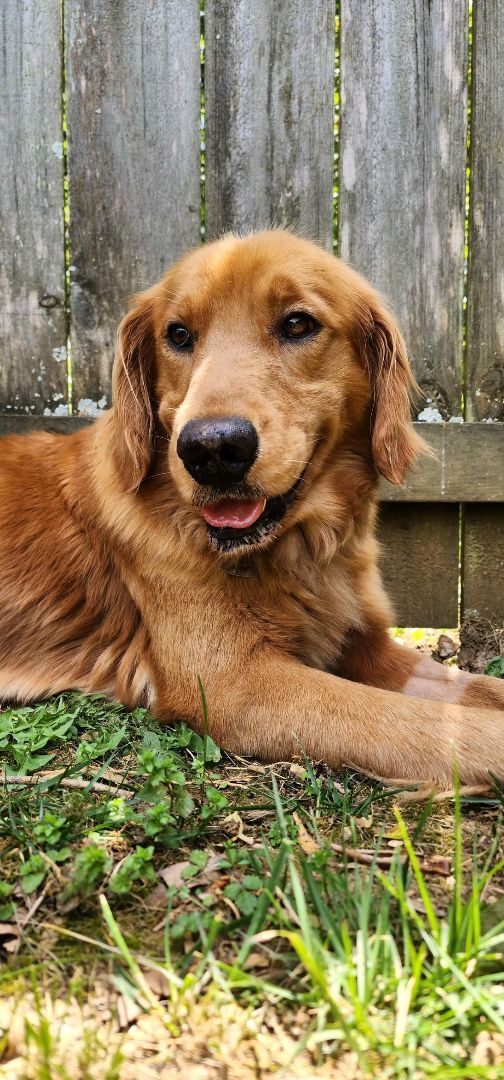 Enlarge Harrison, a Adopted Golden Retriever in Knoxville, TN image 4/4