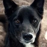 Enlarge Capri Sun, an adopted Border Collie in Santa Cruz, CA image 3/6
