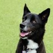 Enlarge Capri Sun, an adopted Border Collie in Santa Cruz, CA image 6/6