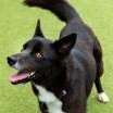 Enlarge Capri Sun, an adopted Border Collie in Santa Cruz, CA image 4/6