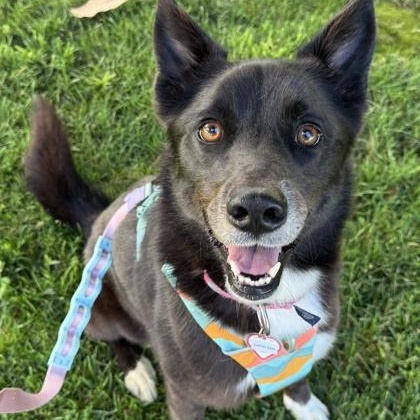 Capri Sun, adopted, Adult Female Border Collie.