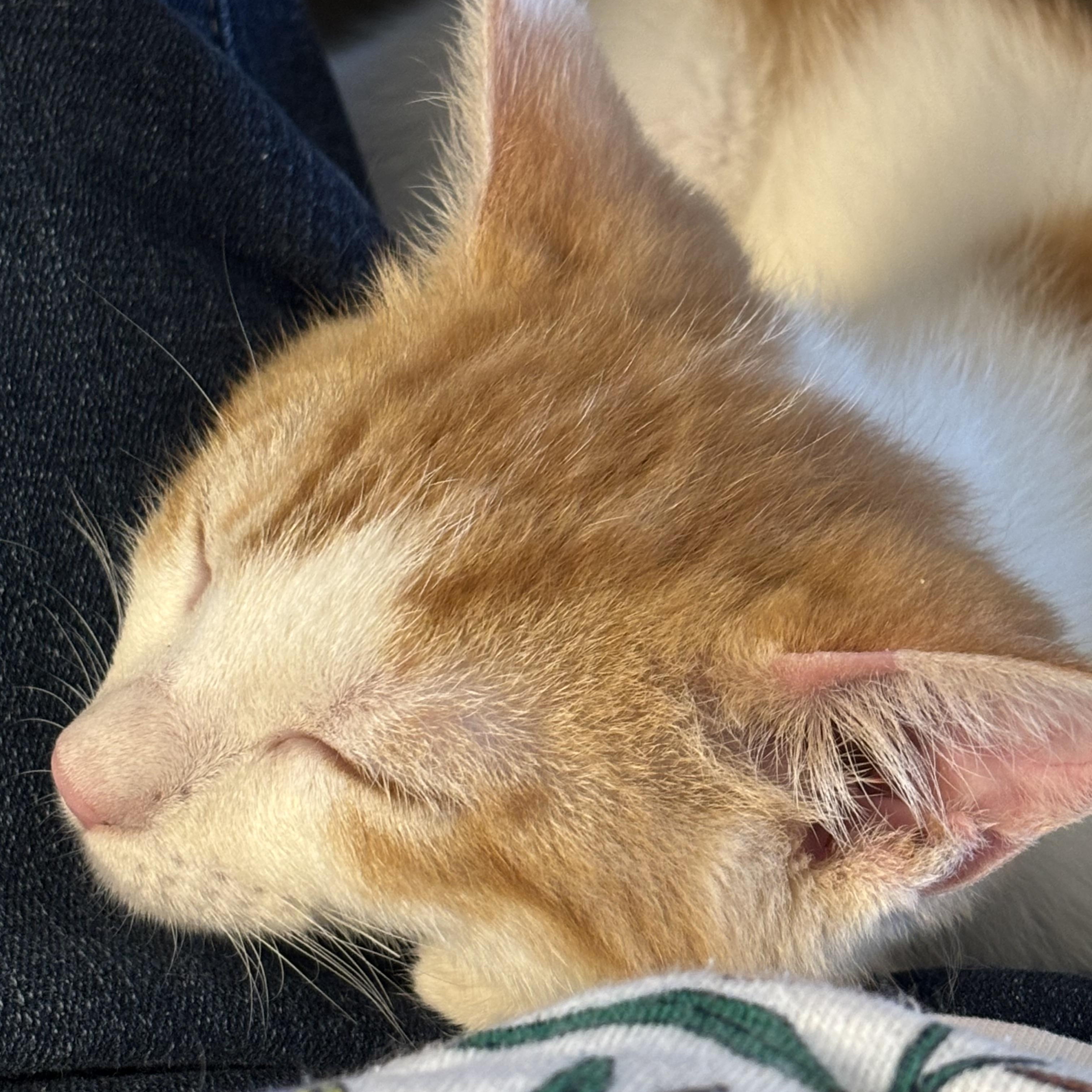 Chester, ADOPTABLE, Young Male Domestic Short Hair.