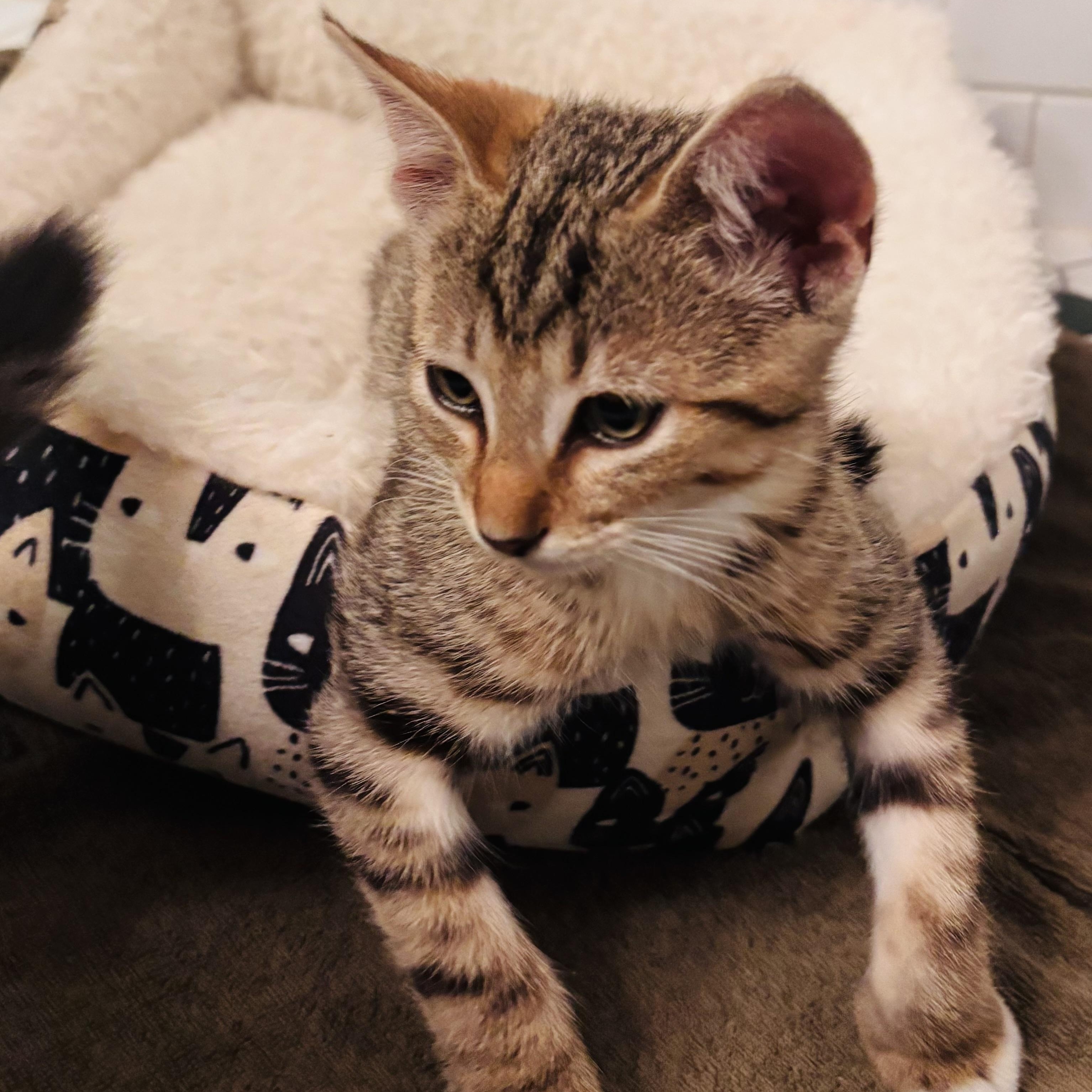 Enlarge Harry, an adopted Tabby in Sacramento, CA image 3/6