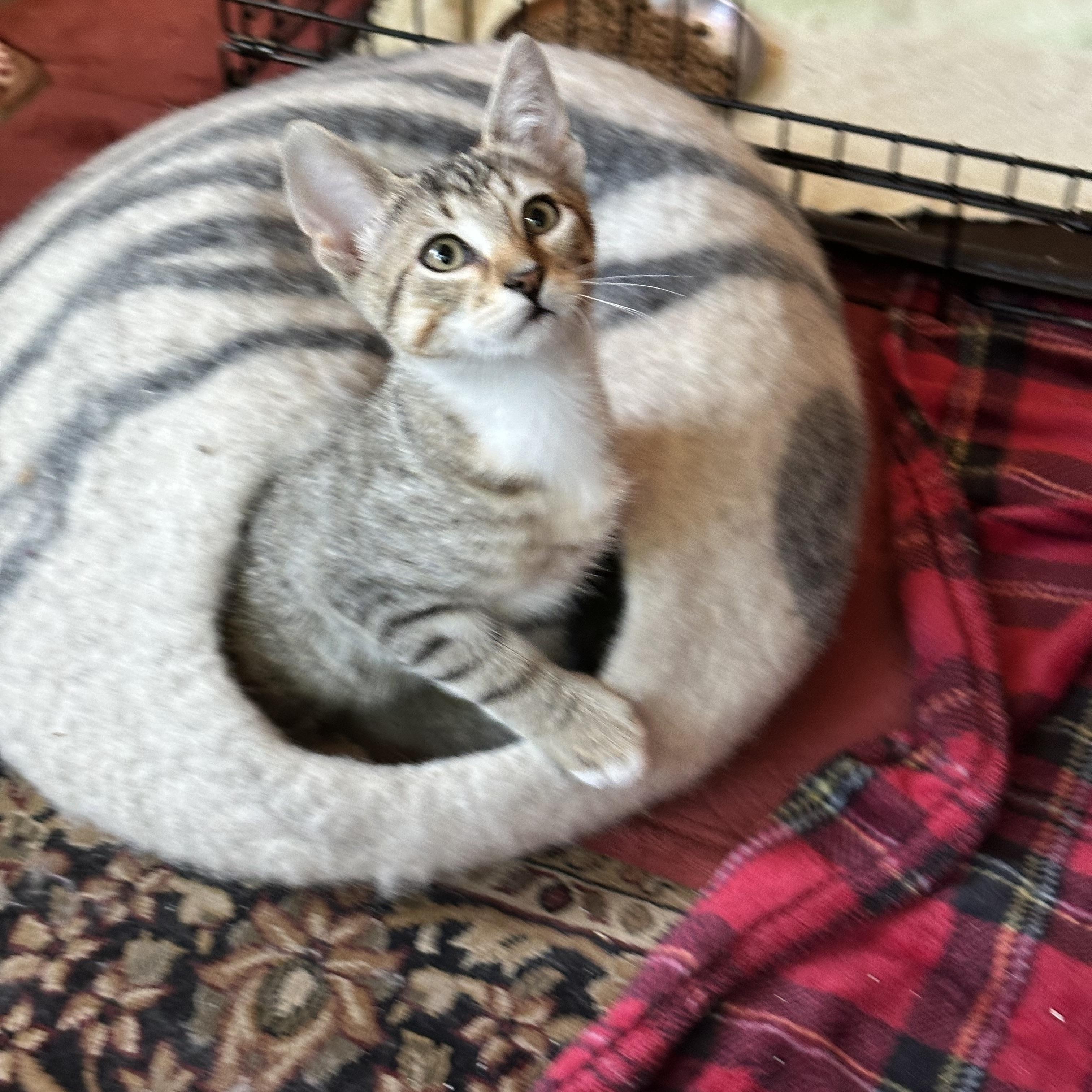 Enlarge Harry, an adopted Tabby in Sacramento, CA image 1/6