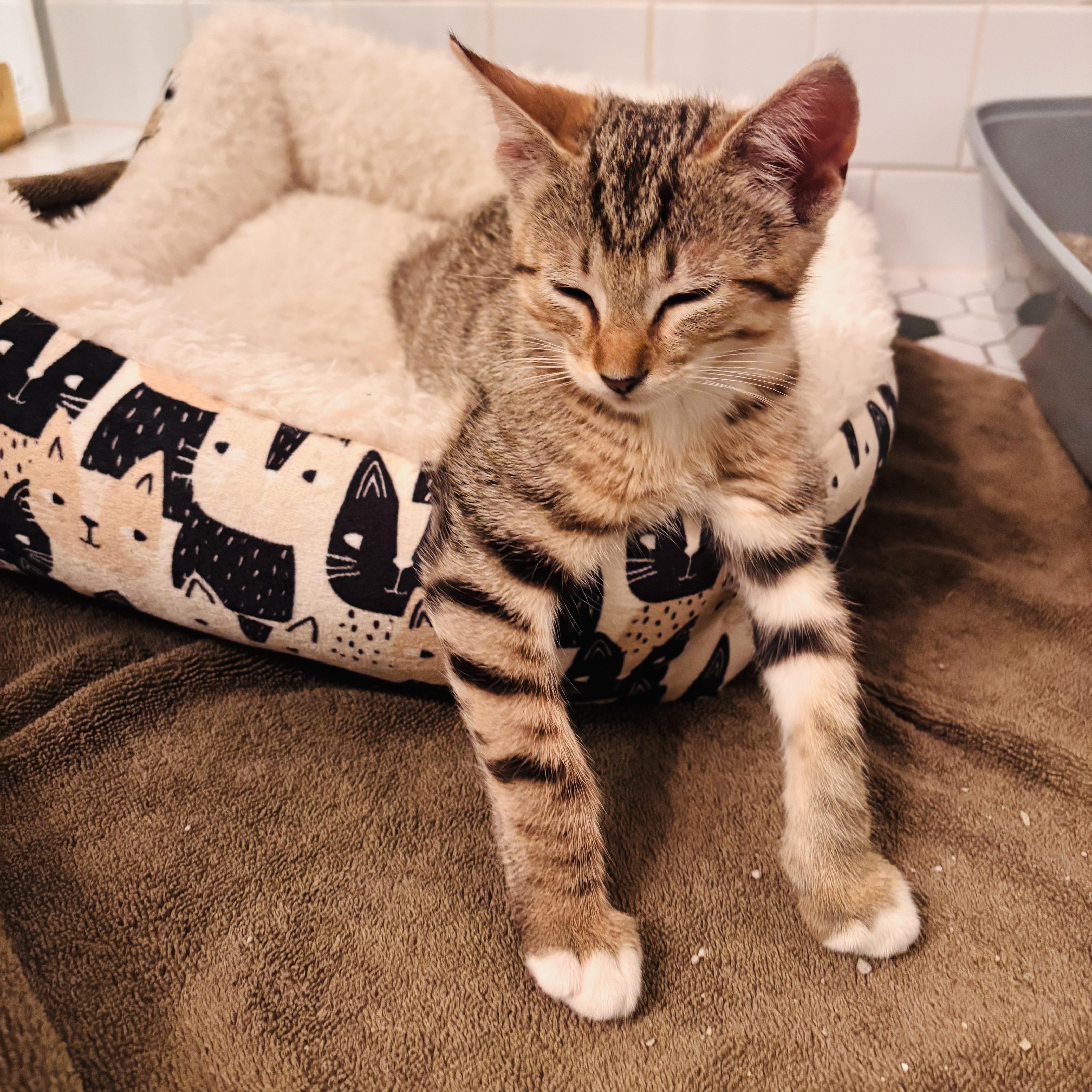 Enlarge Harry, an adopted Tabby in Sacramento, CA image 5/6