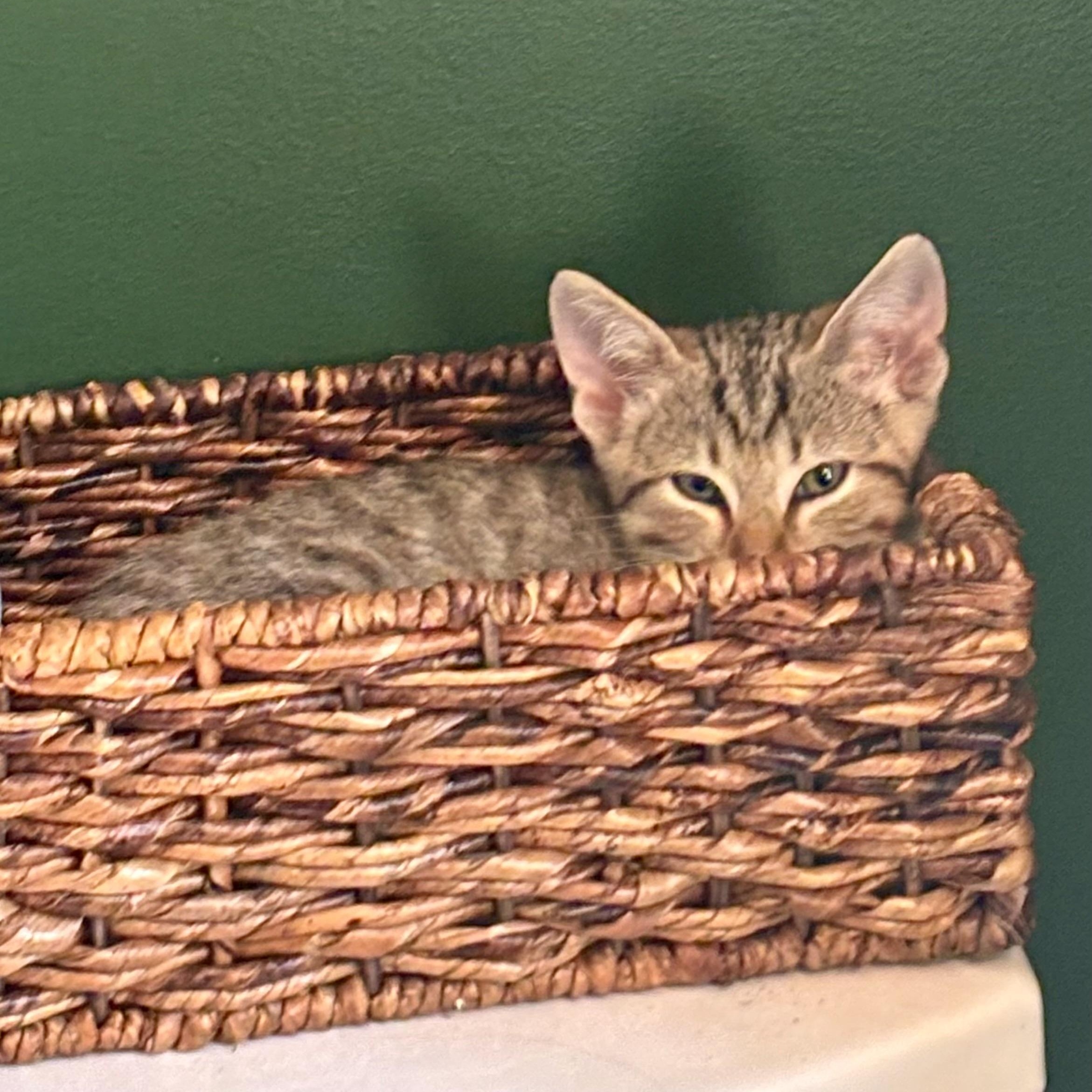 Enlarge Harry, an adopted Tabby in Sacramento, CA image 4/6