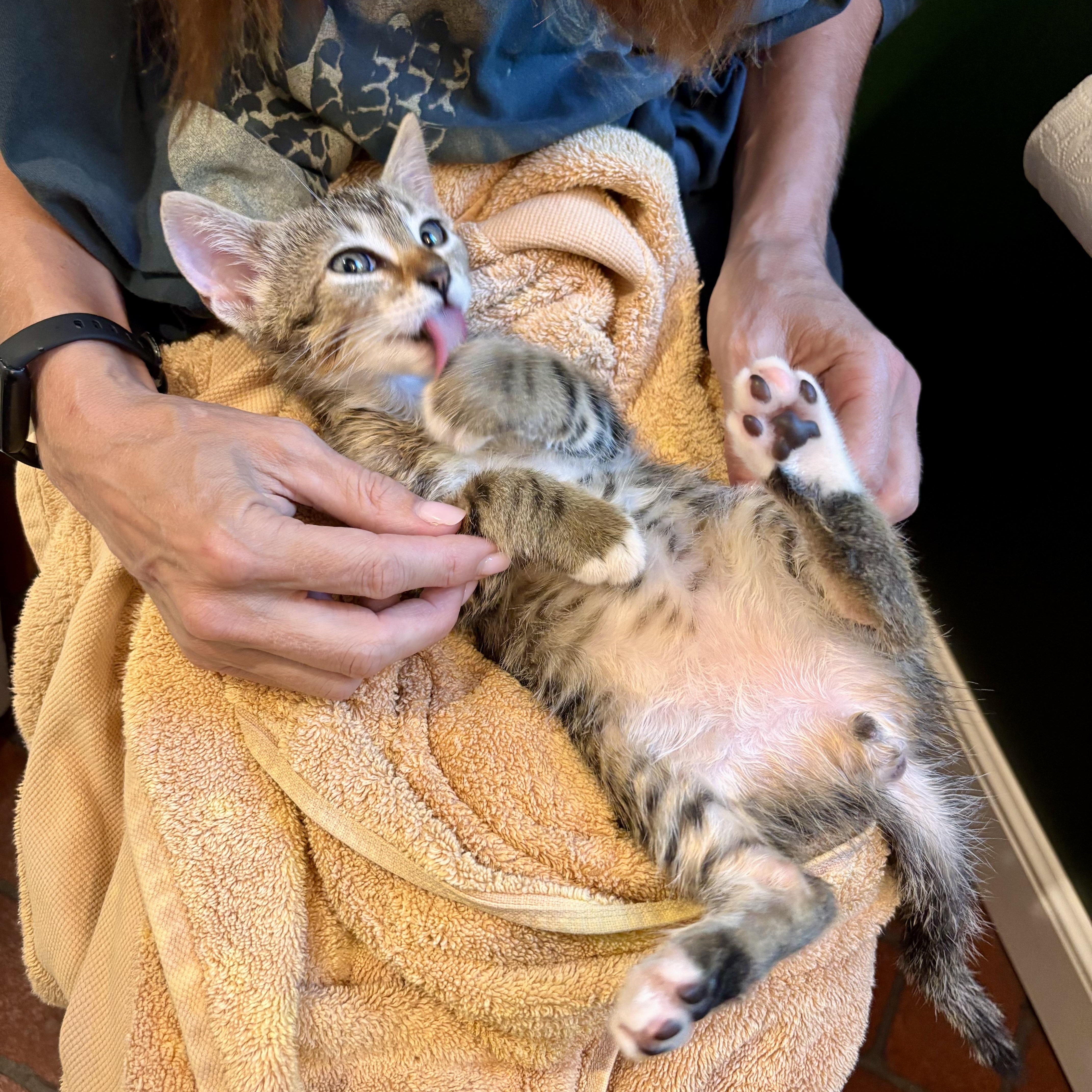 Enlarge Harry, an adopted Tabby in Sacramento, CA image 2/6