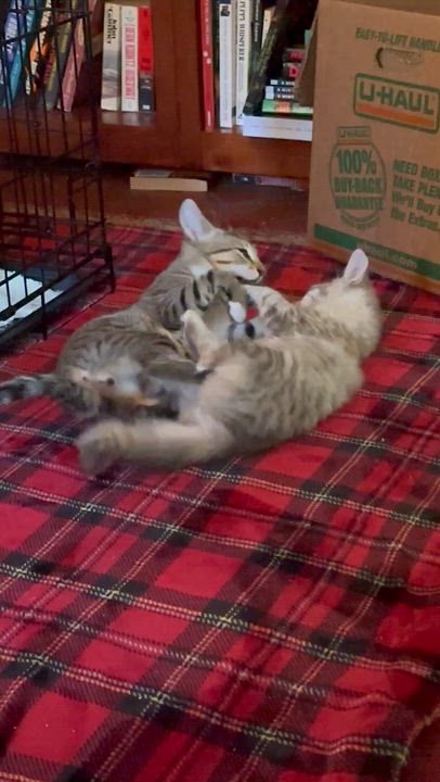Enlarge Harry, an adopted Tabby in Sacramento, CA video 6/6