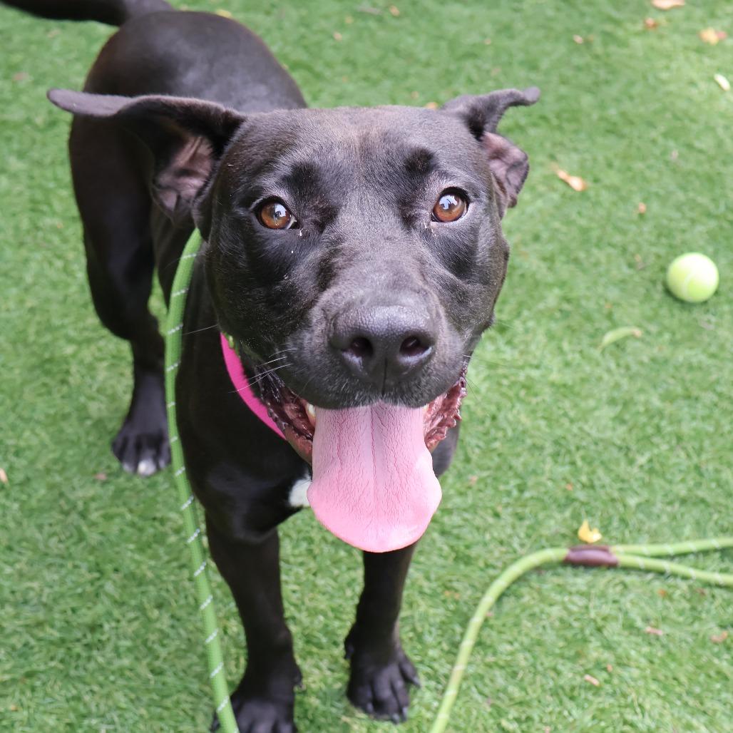 Storm, a Adoptable Mixed Breed in Saint Charles, MO image 1/6