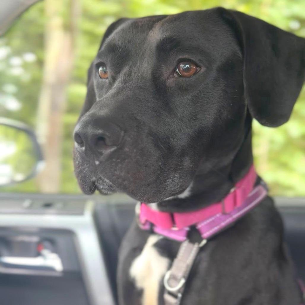 Storm, a Adoptable Mixed Breed in Saint Charles, MO image 2/6