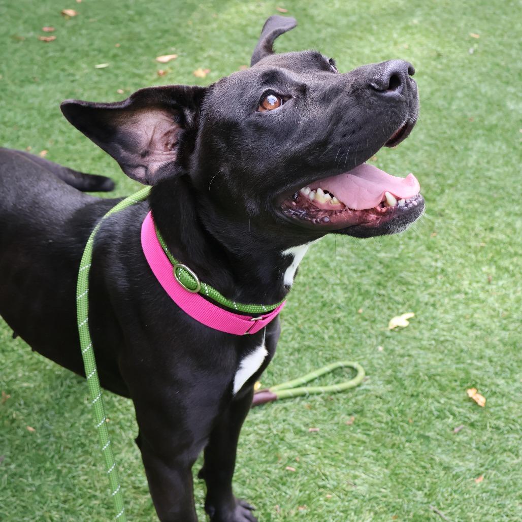 Storm, a Adoptable Mixed Breed in Saint Charles, MO image 3/6