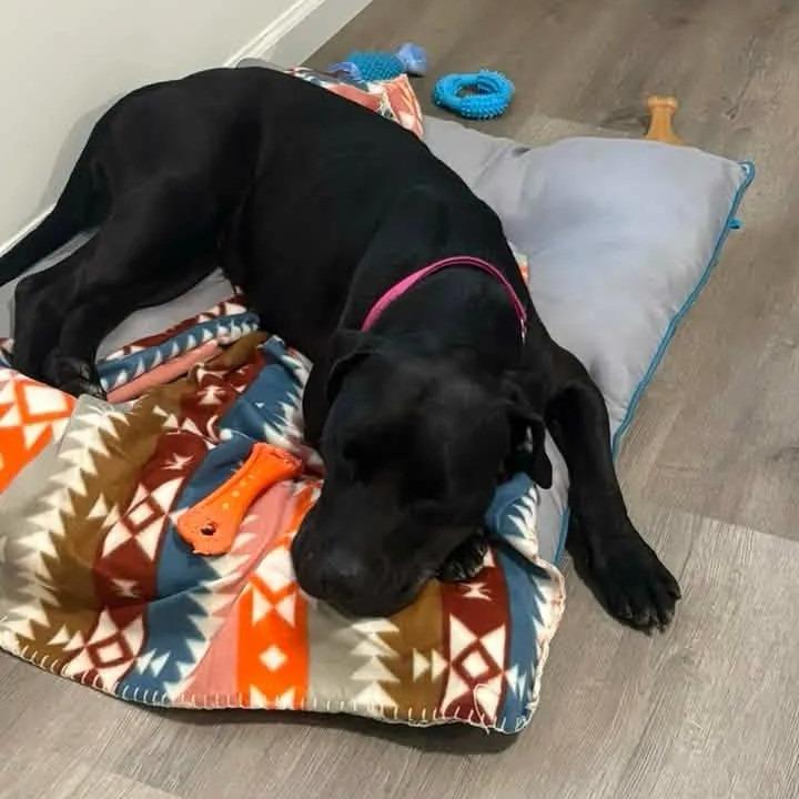 Storm, a Adoptable Mixed Breed in Saint Charles, MO image 5/6