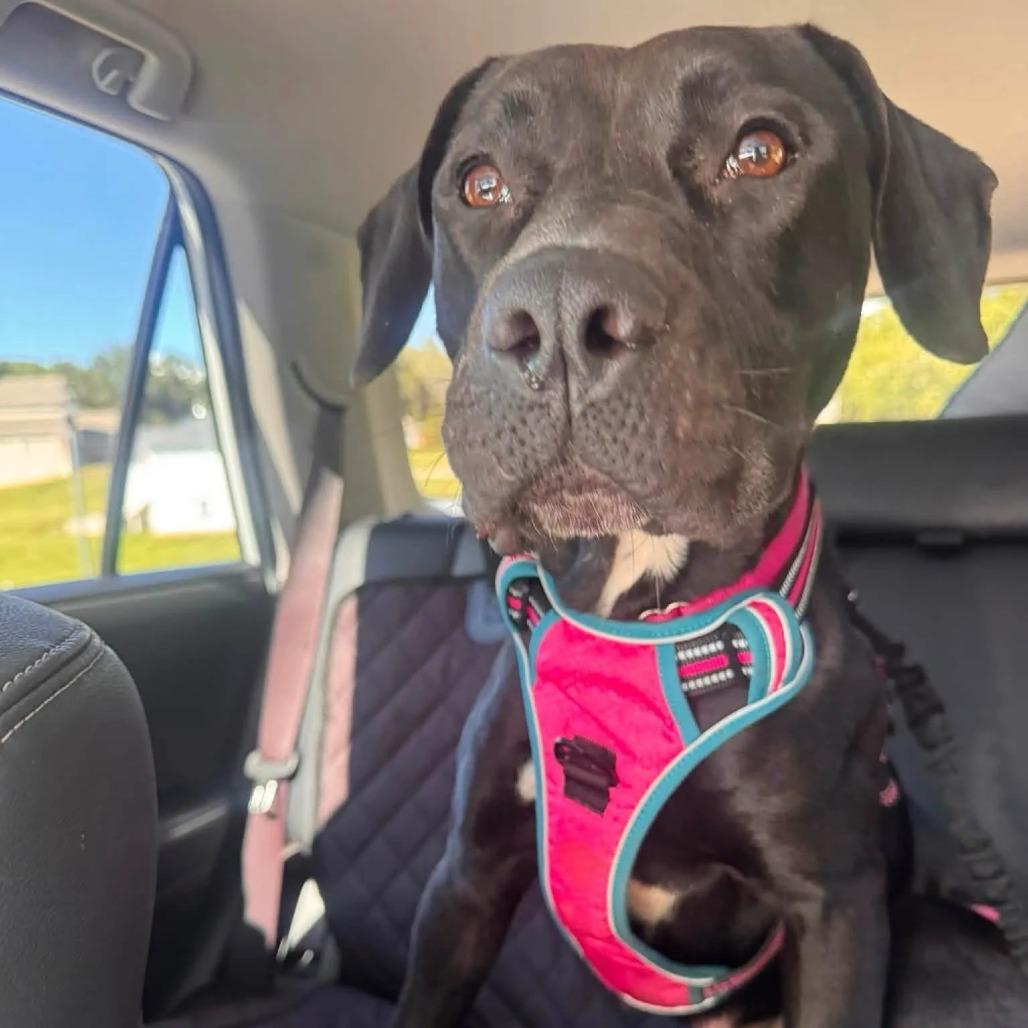 Storm, a Adoptable Mixed Breed in Saint Charles, MO image 6/6
